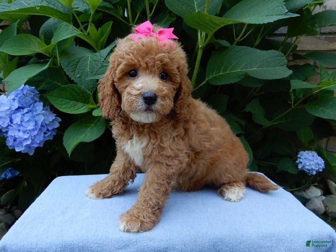 Mini Goldendoodle dogs for sale: Janice - Image 6