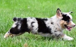 Australian Shepherd dogs for sale: Milo - Image 11