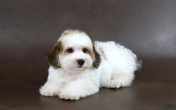 Yorkiepoo dogs for sale: Leo - Image 5
