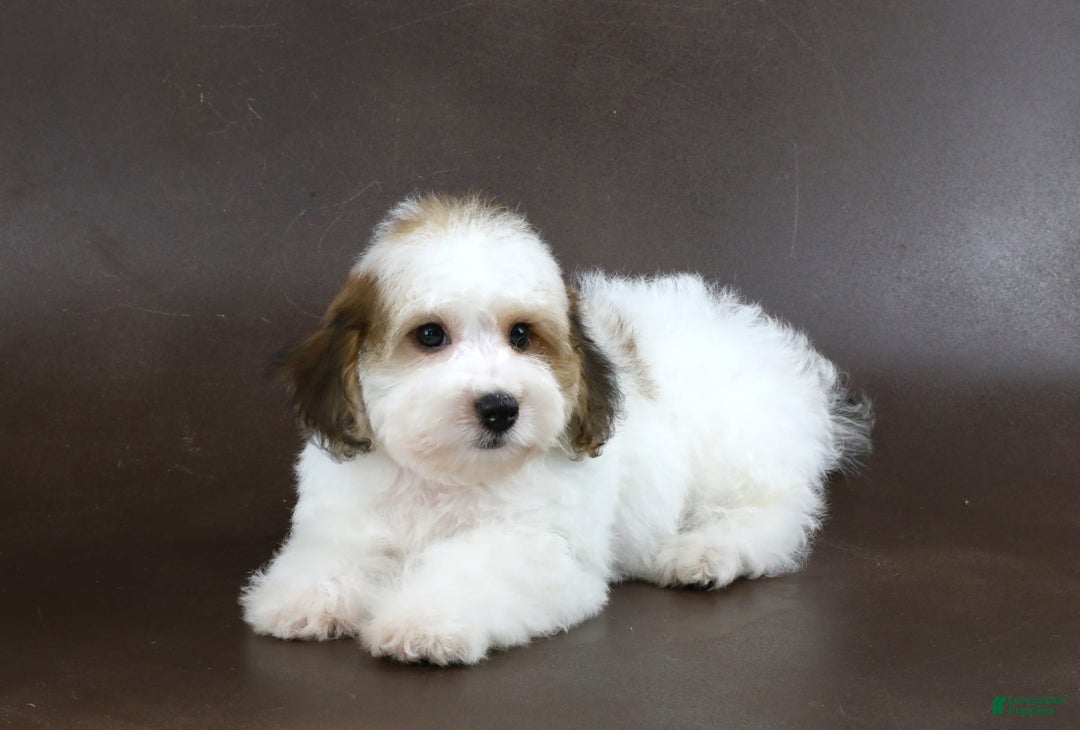 Yorkiepoo dogs for sale: Leo - Image 5