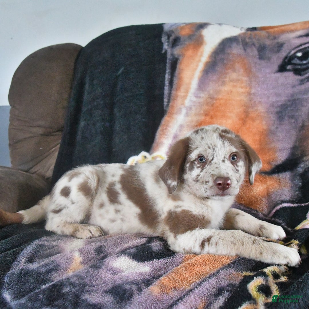 Australian Shepherd dogs for sale: Australian Shepherd 7 puppies - Image 2