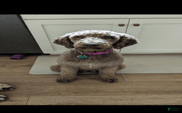 Standard Poodle dogs for sale: Peanut - Image 14