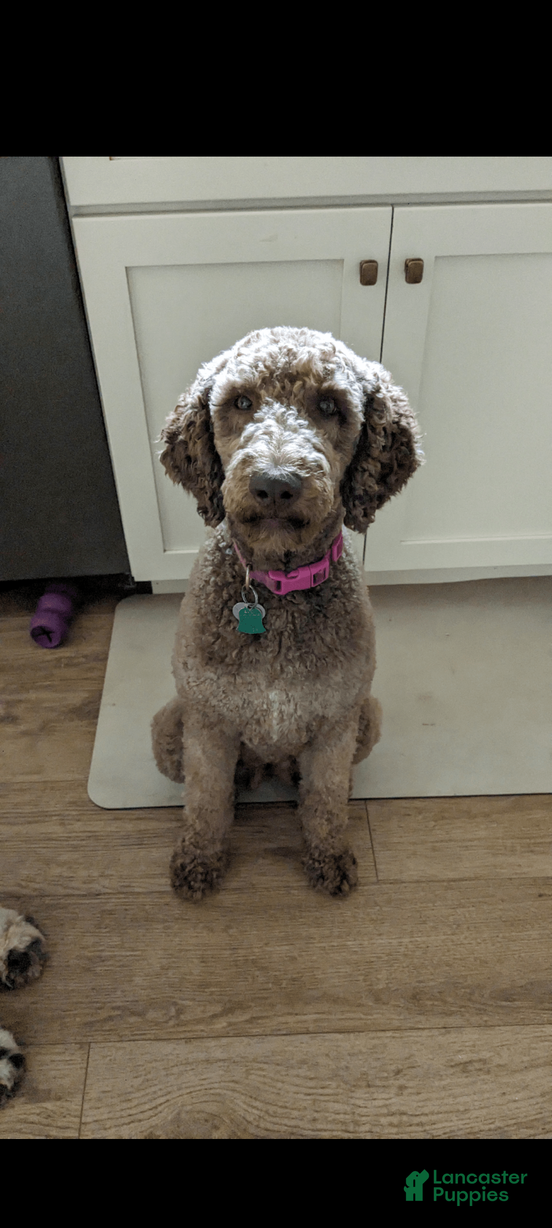 Standard Poodle dogs for sale: Peanut - Image 14