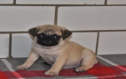 Pug dogs for sale: Ronnie - Image 3