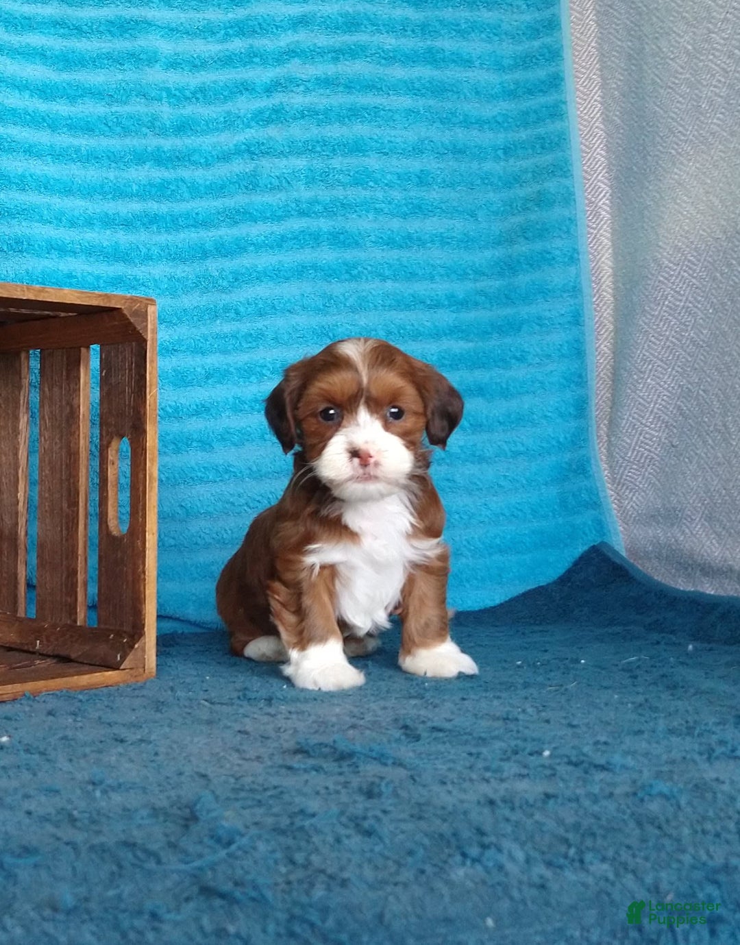 Havanese dogs for sale: Lilly - Image 10