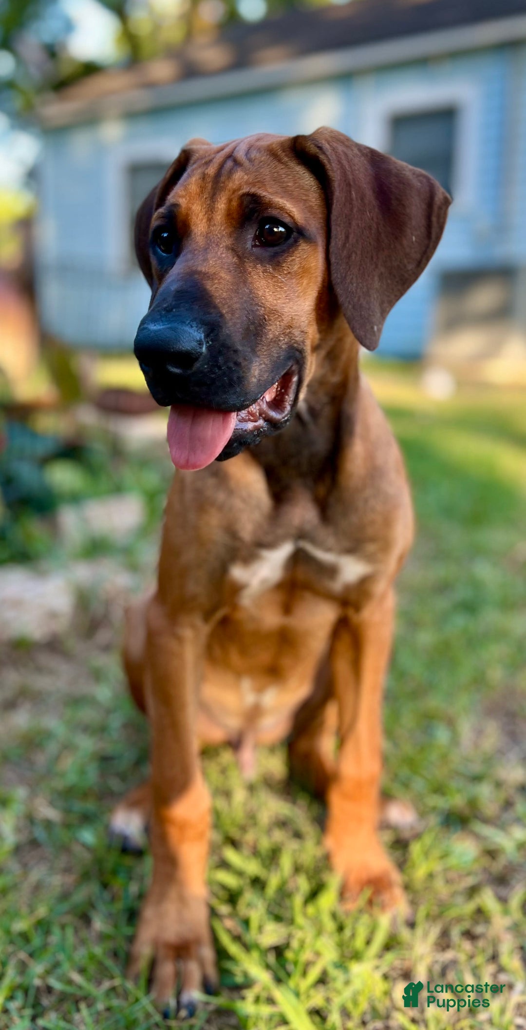 Rhodesian Ridgeback dogs for sale: Purple - Image 1