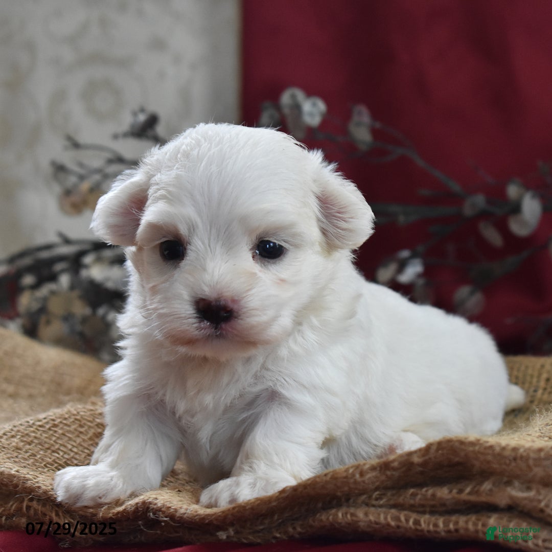 Maltese dogs for sale: Brent - Image 5