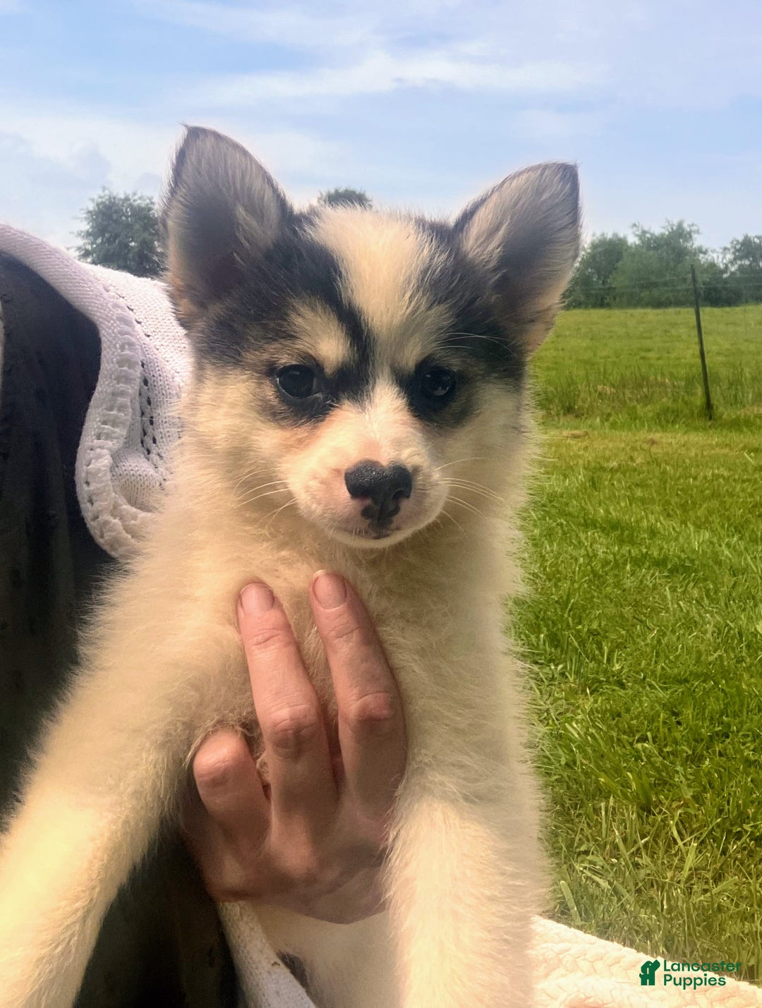 Pomsky dogs for sale: Sweet Girlie - Image 7