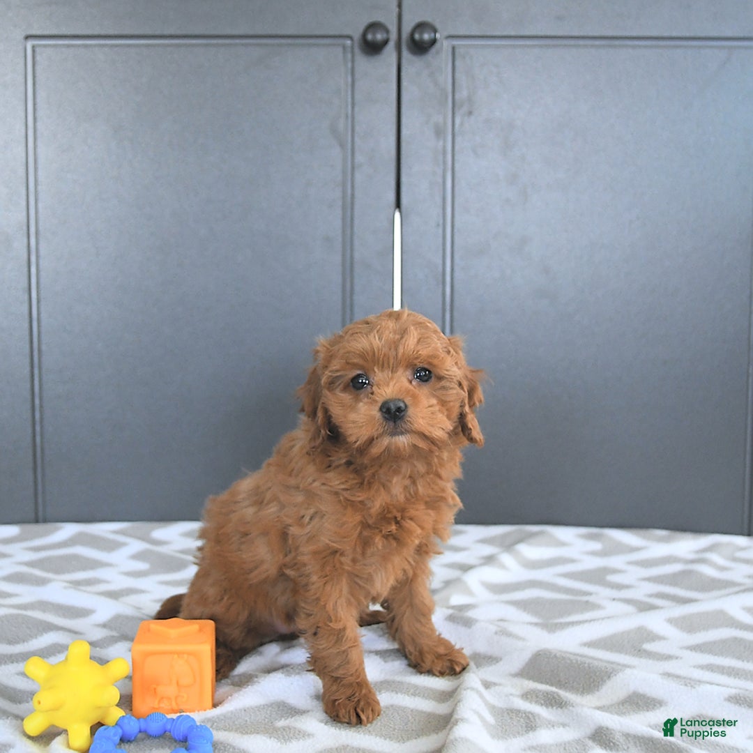 Mini Goldendoodle dogs for sale: Miley - Image 4