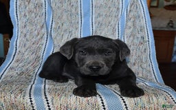 Labrador Retriever dogs for sale: Ken - Image 5