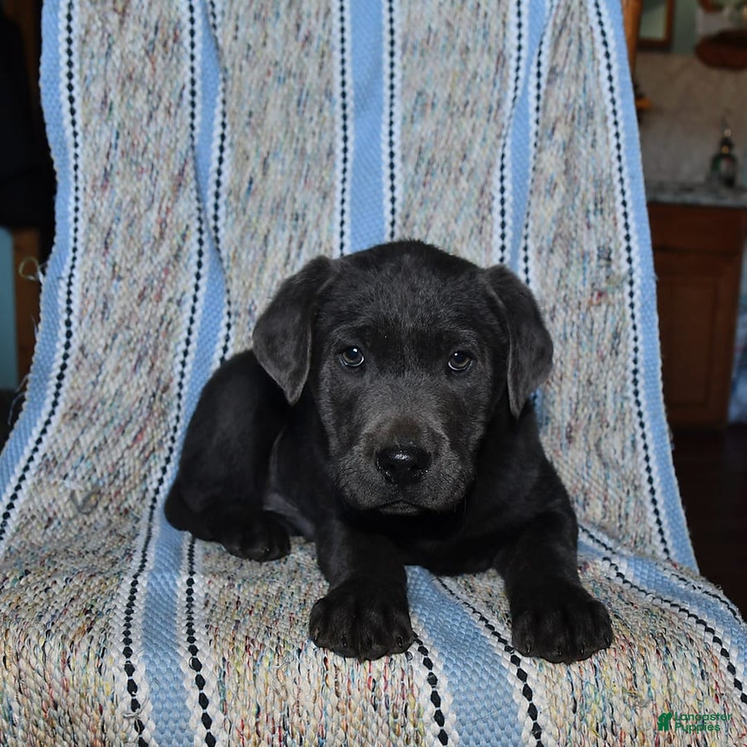 Labrador Retriever dogs for sale: Ken - Image 5