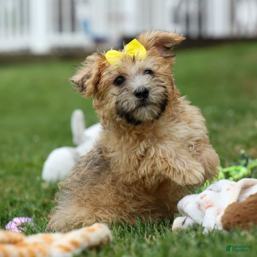 Yochon dogs for sale: Theodore - Image 10
