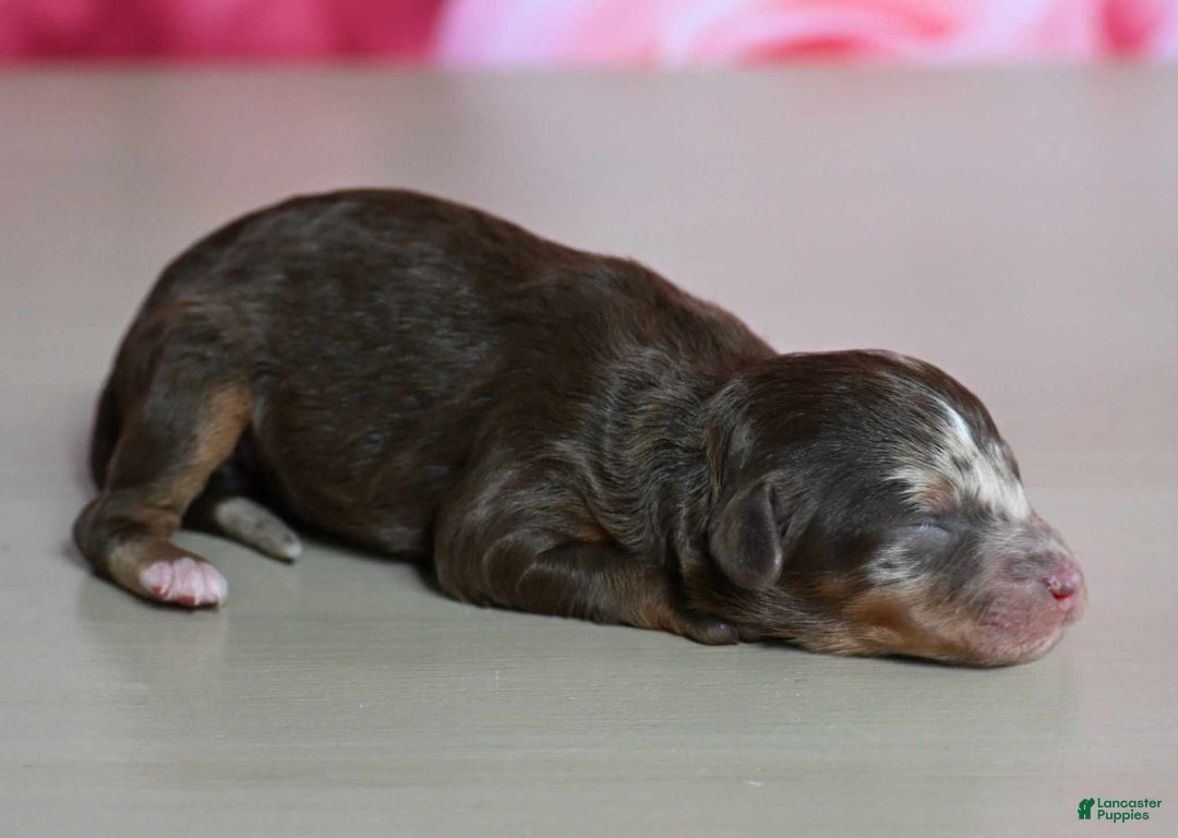 Shihpoo dogs for sale: Callie - Image 1