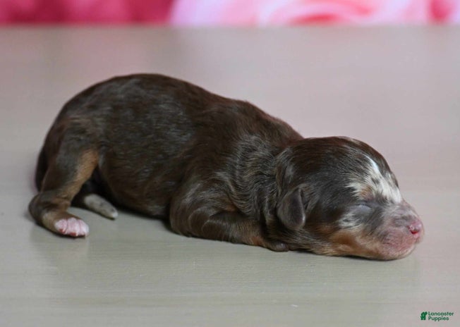 Shihpoo dogs for sale - Ad 1