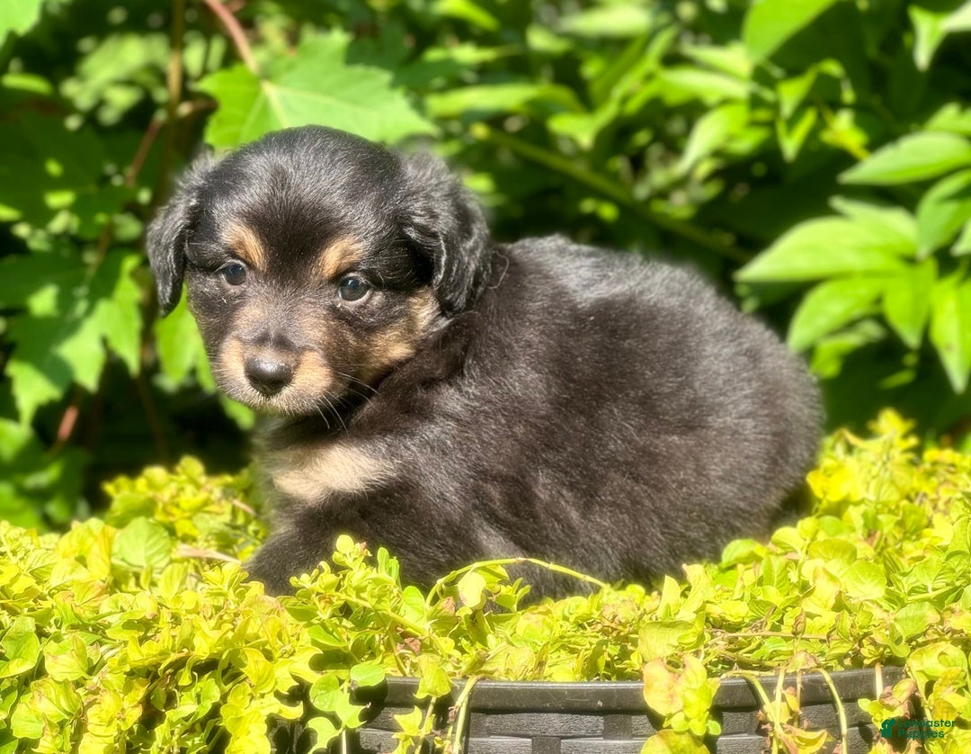 Miniature Australian Shepherd dogs for sale: Coal - Image 1