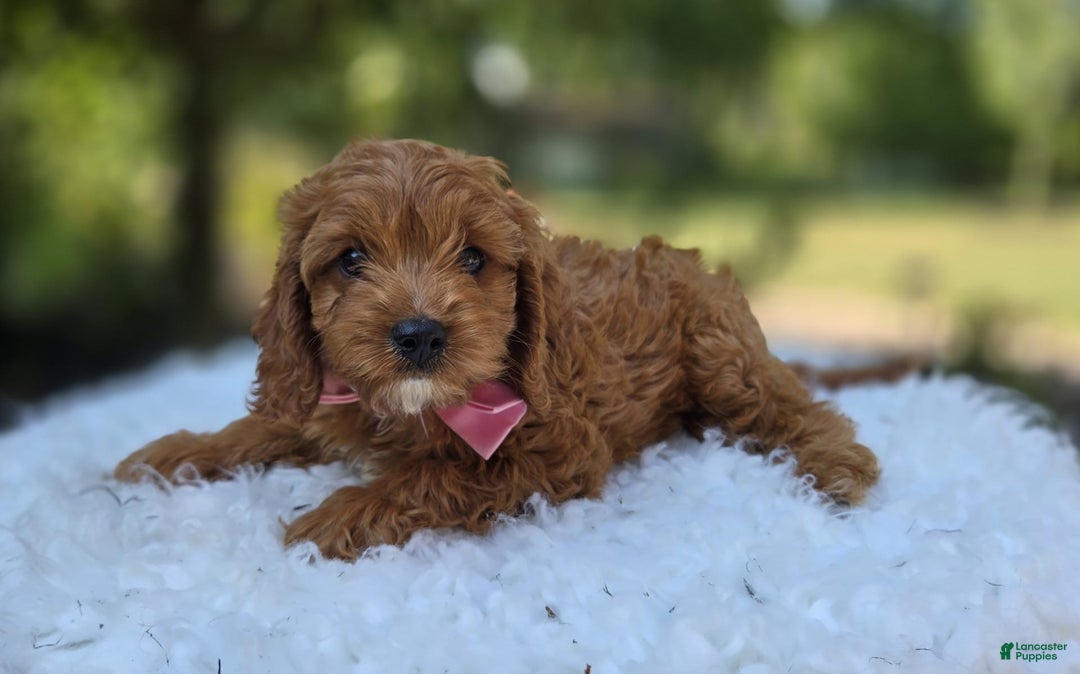 Cavapoo dogs for sale: Alice - Image 2