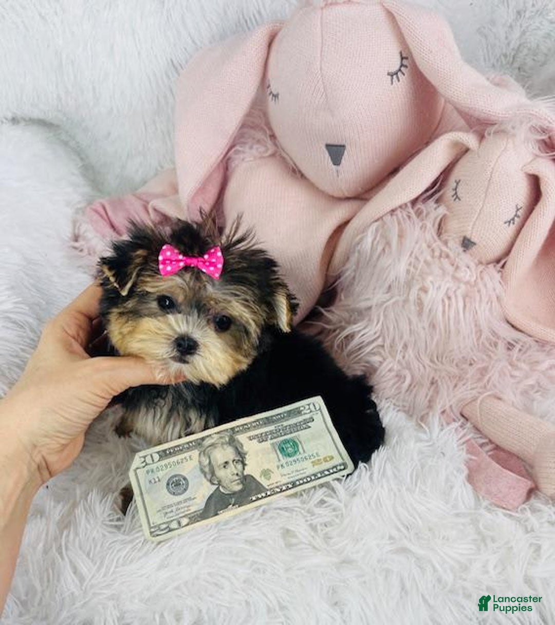 Morkie dogs for sale: Dandelion - Image 1