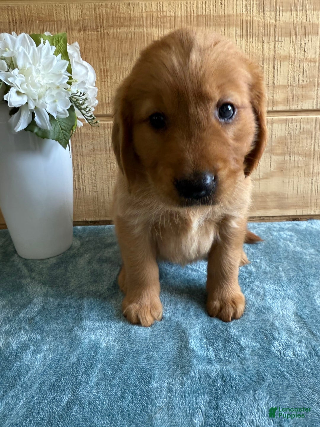 Golden Retriever dogs for sale: Lola - Image 1