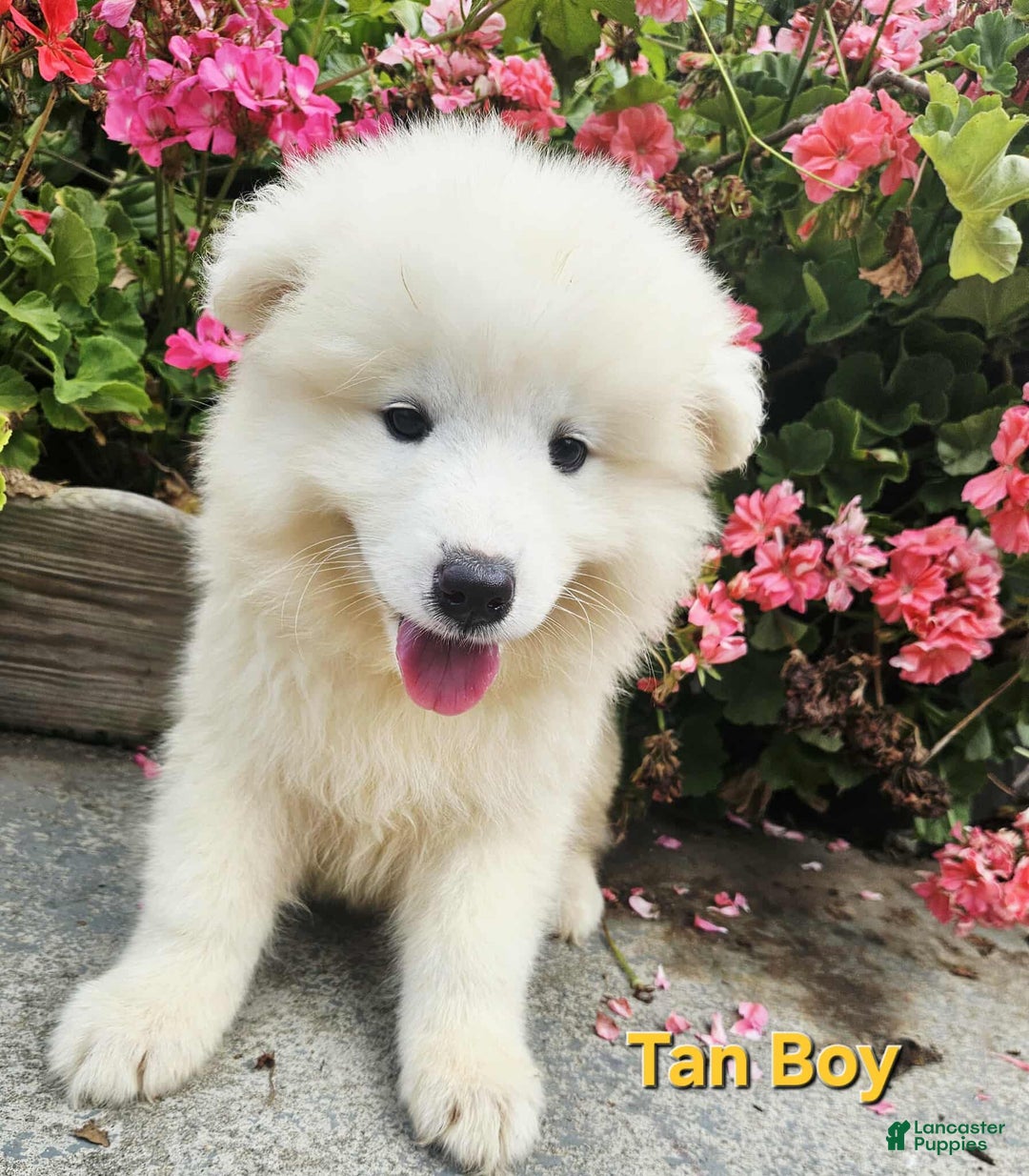 Samoyed dogs for sale: Richard - Image 5