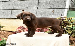 Labrador Retriever dogs for sale: Marigold - Image 3