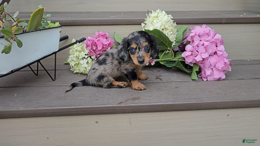 Miniature Dachshund dogs for sale: Fiona - Image 1