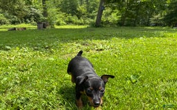 Miniature Pinscher dogs for sale: Willow - Image 6