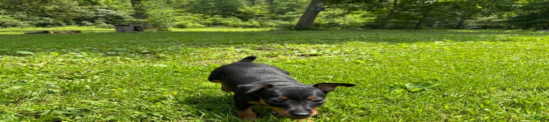 Willow