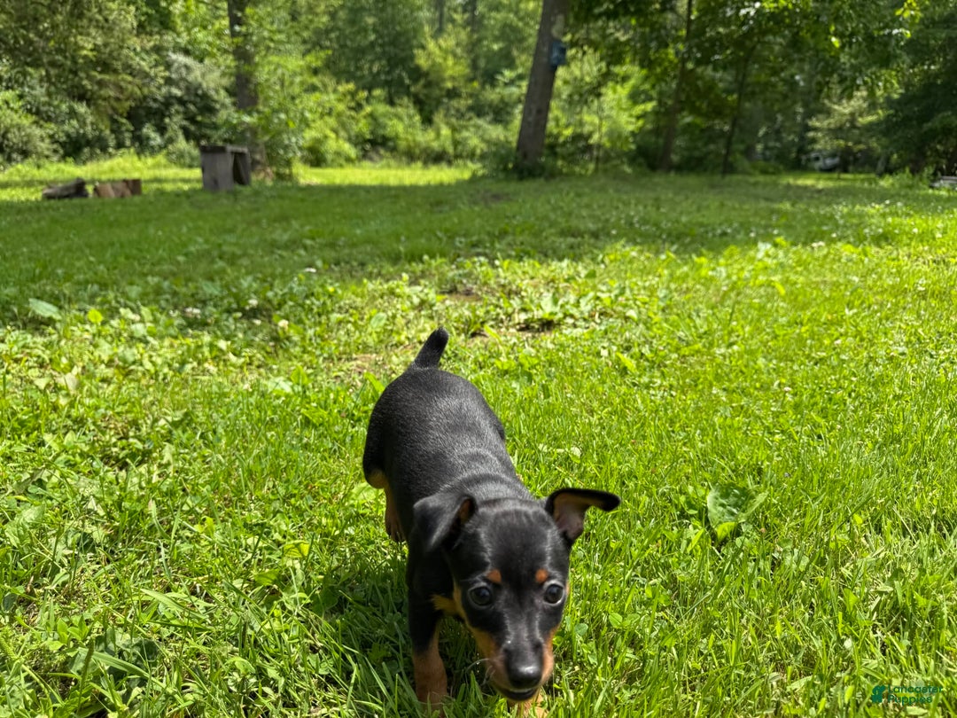Miniature Pinscher dogs for sale: Willow - Image 6