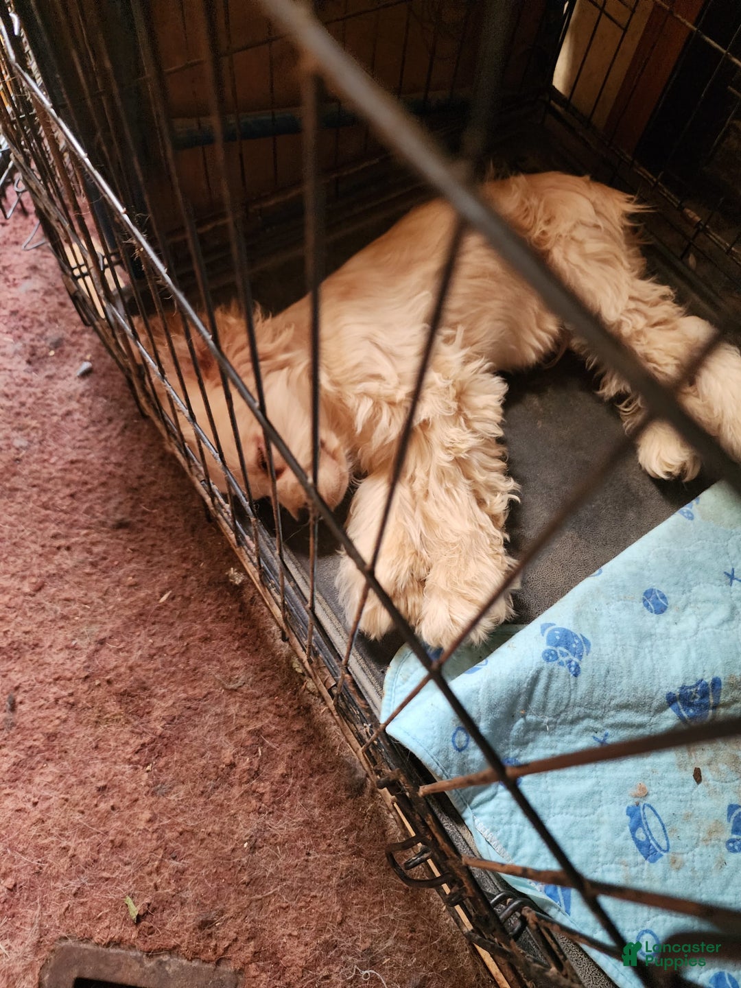 Cocker Spaniel dogs for sale: Apollo - Image 1