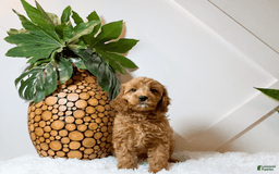 Cavapoo dogs for sale: Zinnia - Image 3