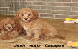 Cavapoo dogs for sale: Jack - Image 4
