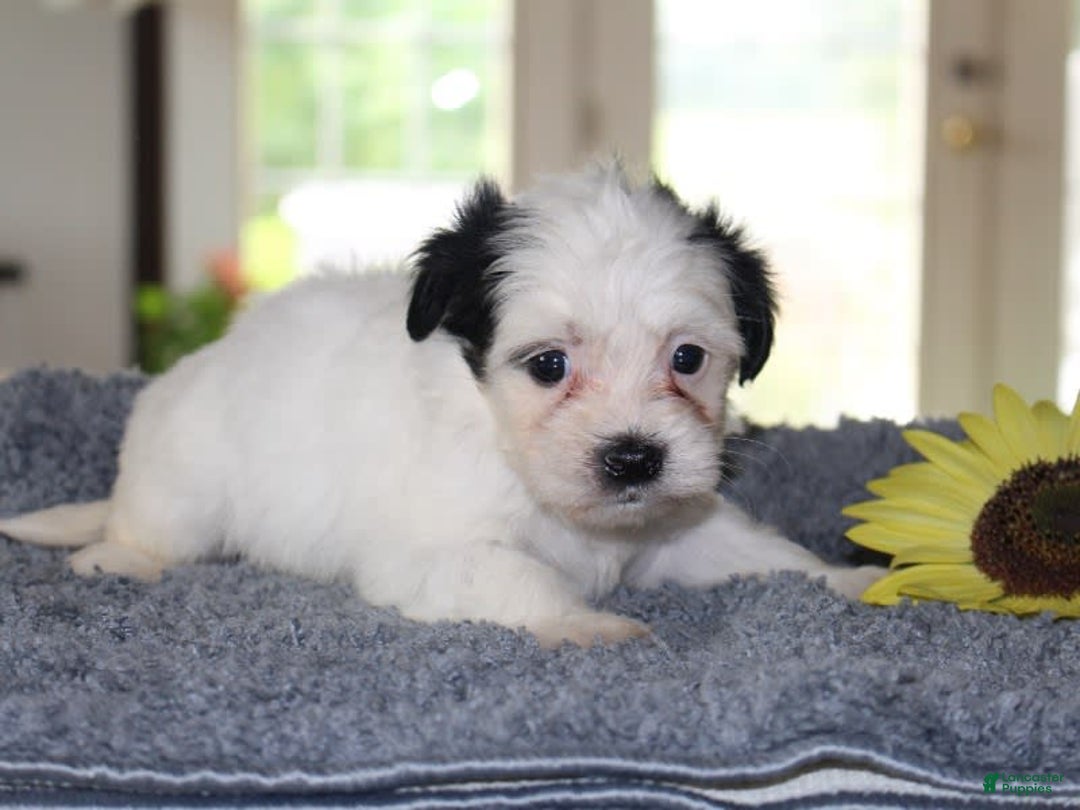 Teddy Bear dogs for sale: Patrick - Image 2