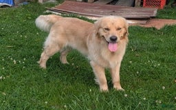 Golden Retriever dogs for sale: Leo - Image 15