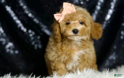 Miniature Poodle dogs for sale: Cher - Image 5