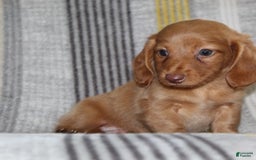 Miniature Dachshund dogs for sale: Zack - Image 2