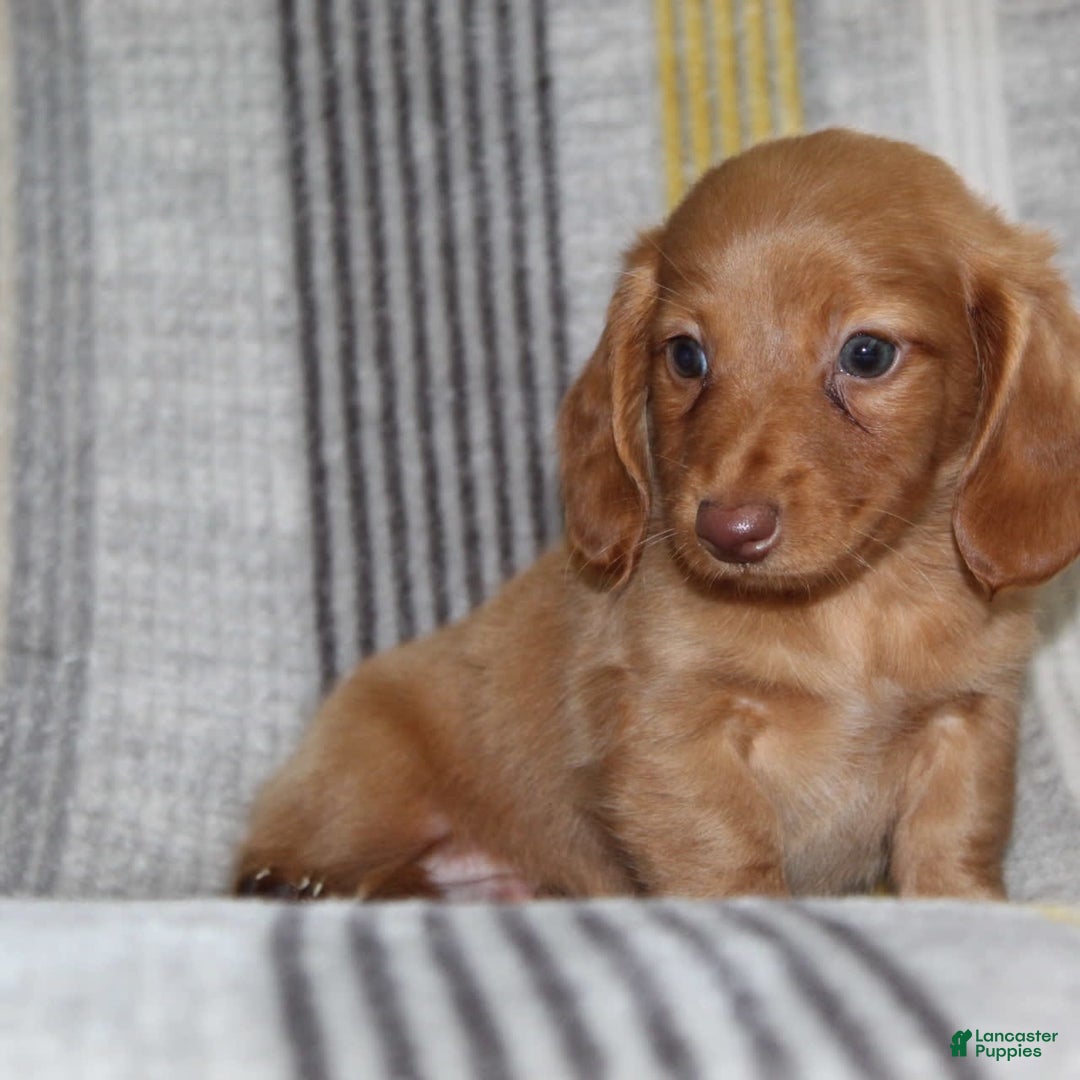 Miniature Dachshund dogs for sale: Zack - Image 2