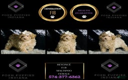 Maltipoo dogs for sale: Beyonce - Image 7