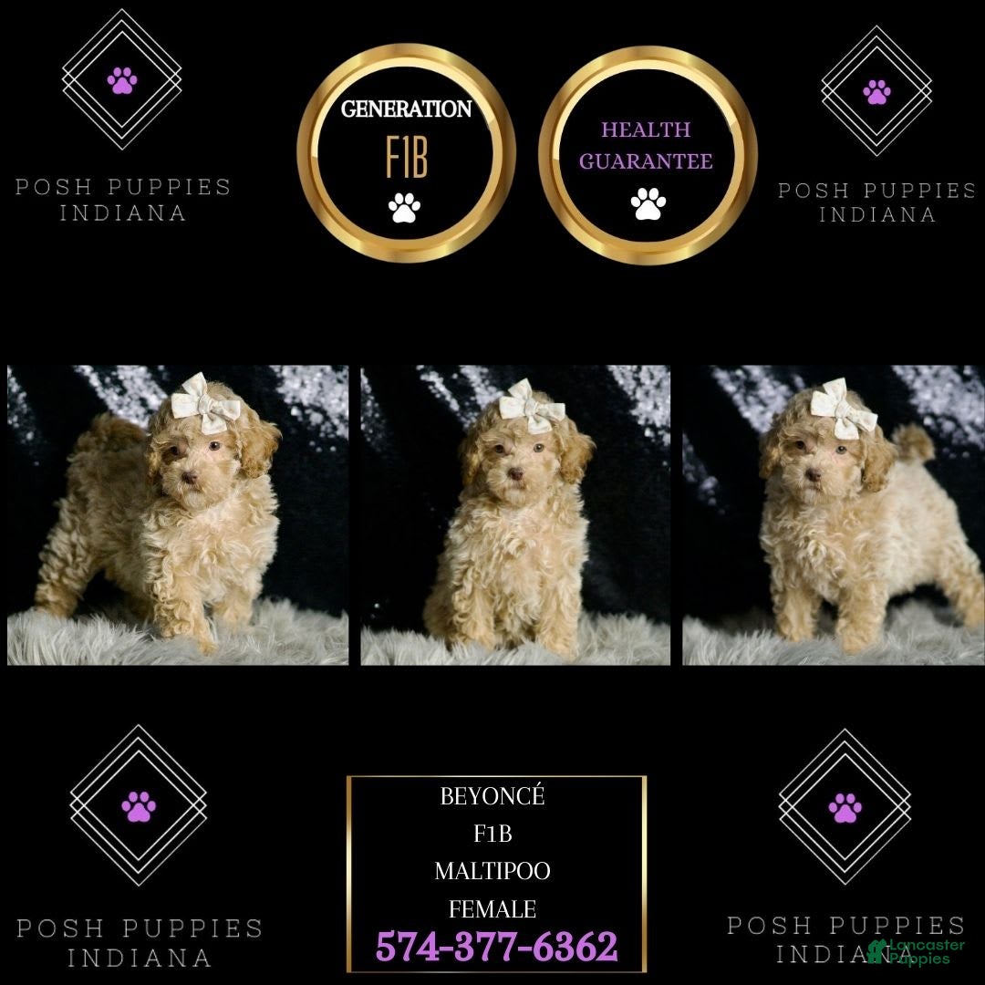 Maltipoo dogs for sale: Beyonce - Image 7