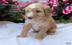 Mini Aussiedoodle dogs for sale: Roscoe - Image 9