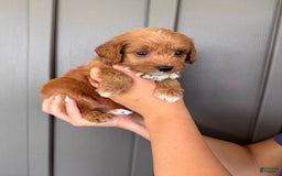 Mini Goldendoodle dogs for sale: Zara - Image 7