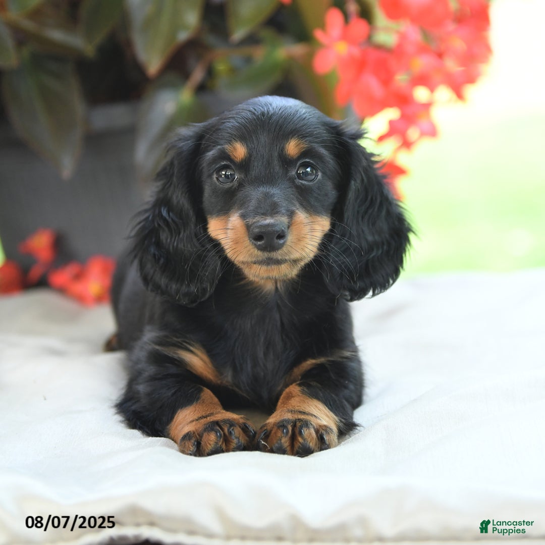 Miniature Dachshund dogs for sale: Miniature Dachshund 3 puppies - Image 16
