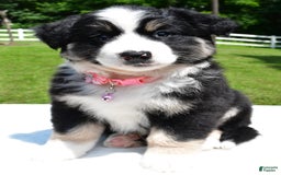 Miniature Australian Shepherd dogs for sale: Julie - Image 3