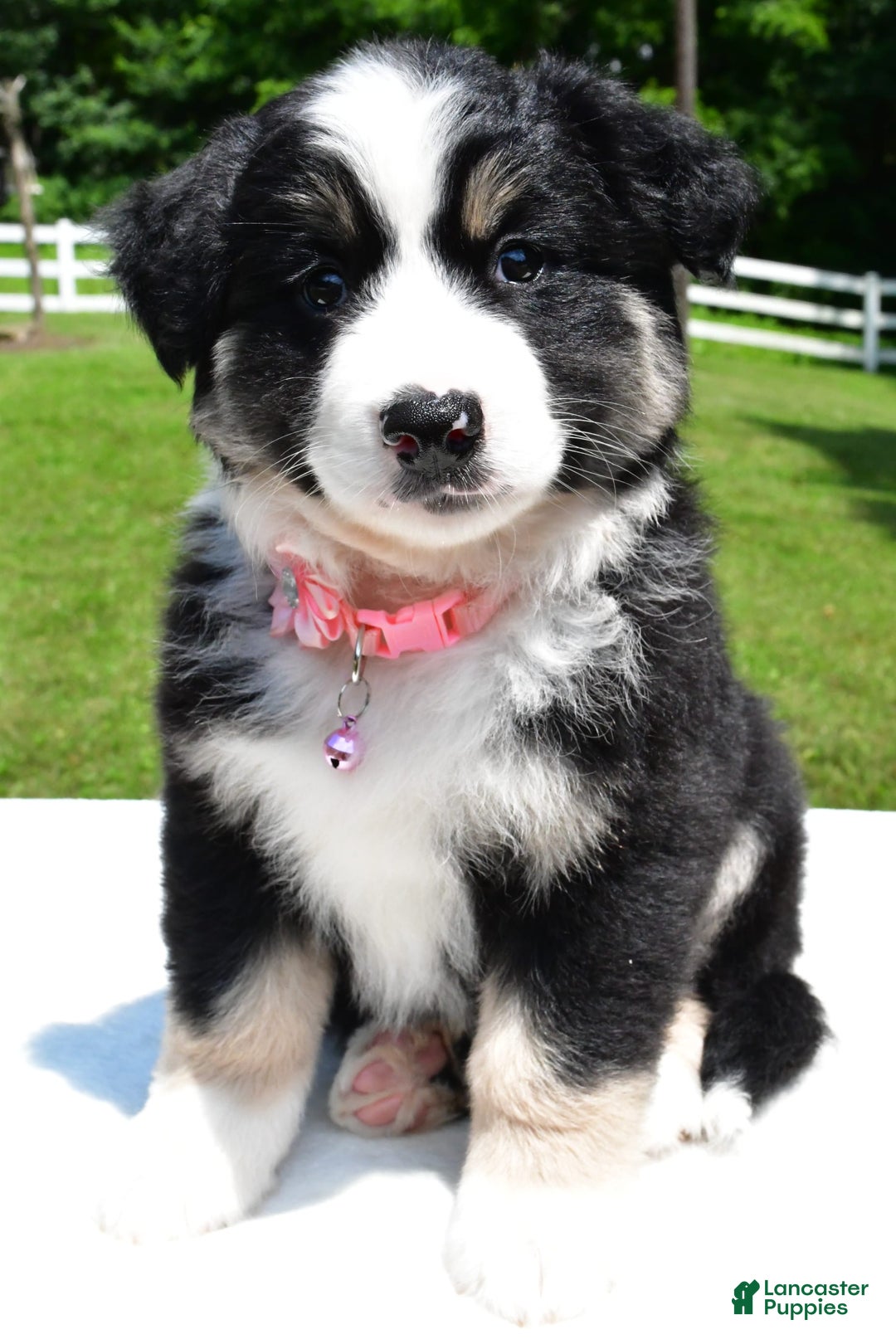 Miniature Australian Shepherd dogs for sale: Julie - Image 3