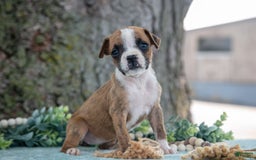 Boxer dogs for sale: Farah - Image 1