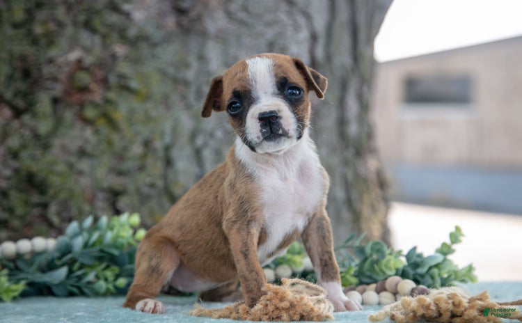 Boxer dogs for sale - Ad 2
