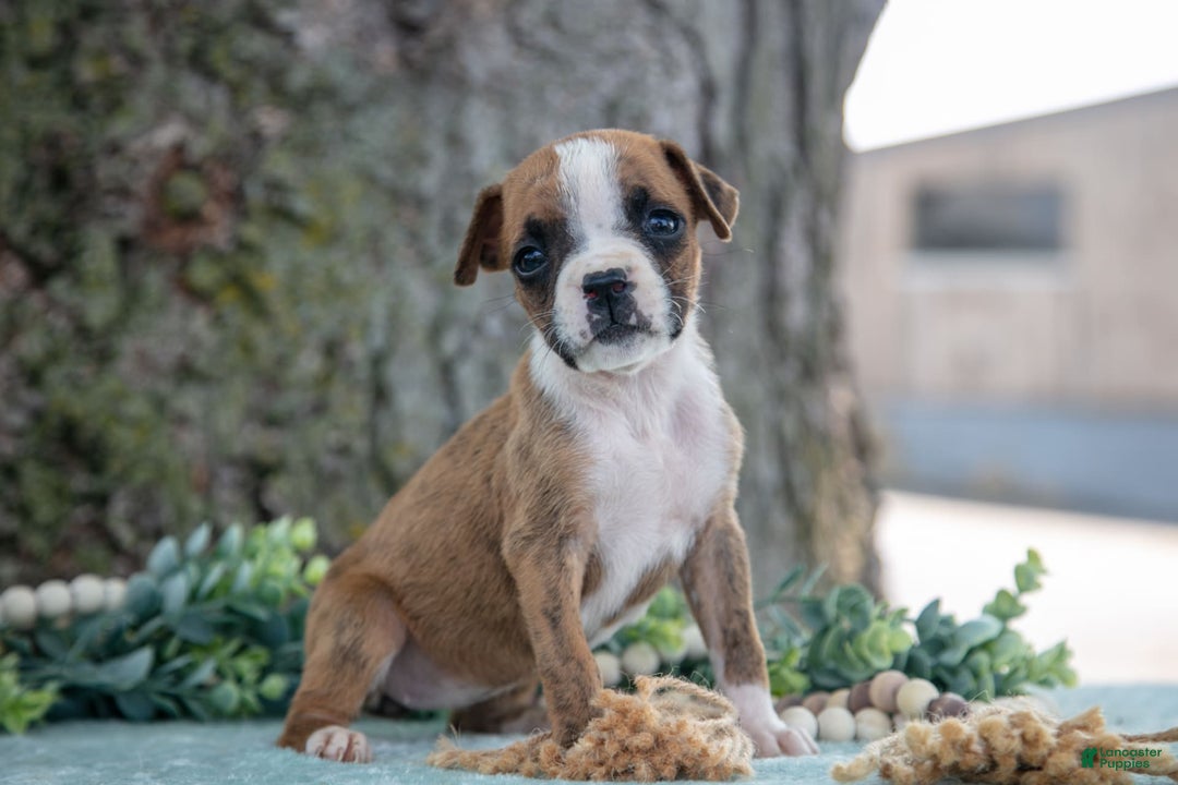 Boxer dogs for sale: Farah - Image 1
