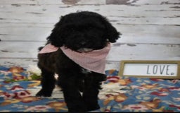 Standard Poodle dogs for sale: Gypsy - Image 17
