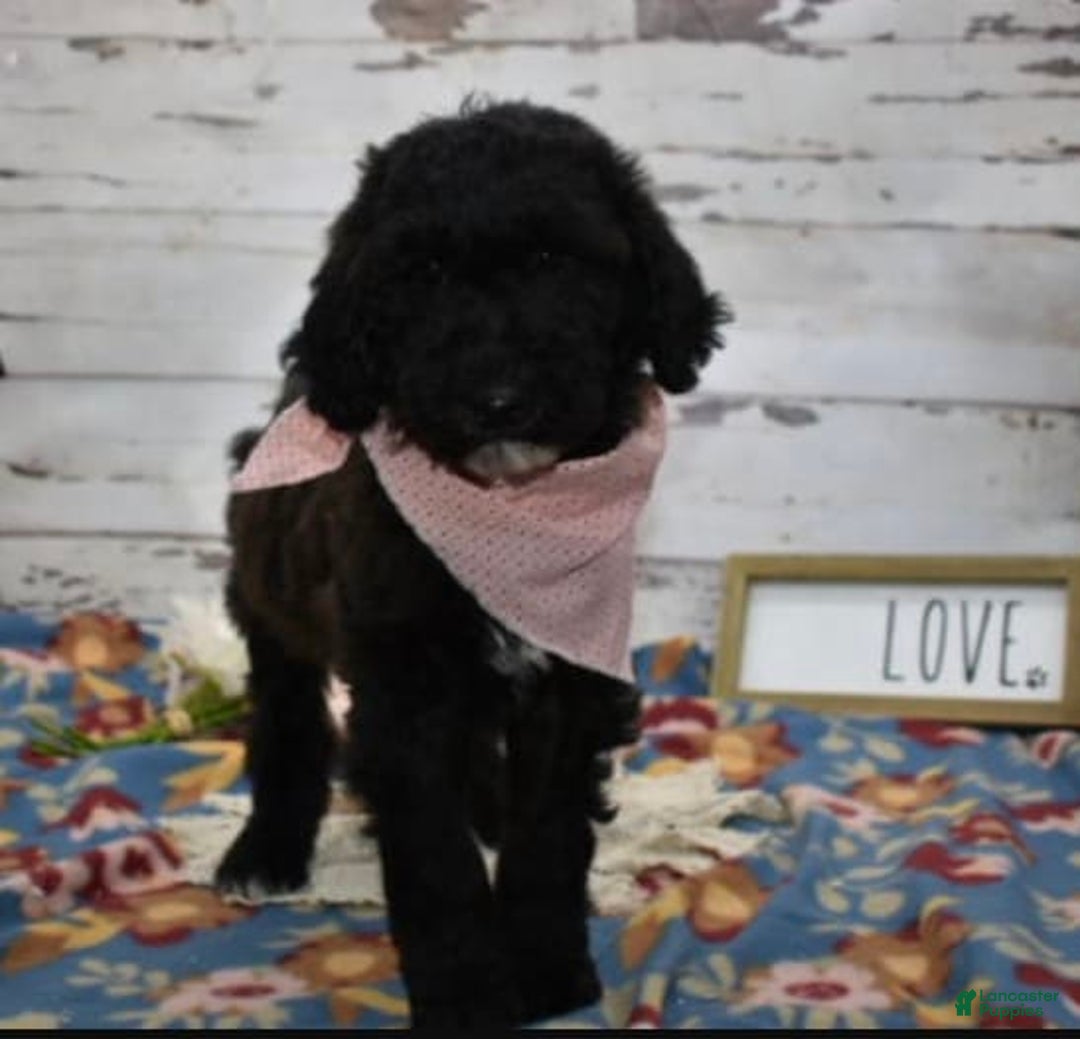 Standard Poodle dogs for sale: Gypsy - Image 17