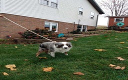 Miniature Australian Shepherd dogs for sale: Trixie - Image 10