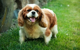 Cavalier King Charles Spaniel dogs for stud: Taffy - Image 4